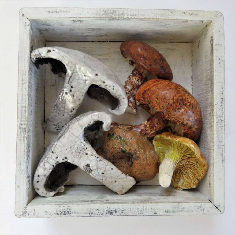 The Pantry - Mixed Fungi - Diana Tonnison