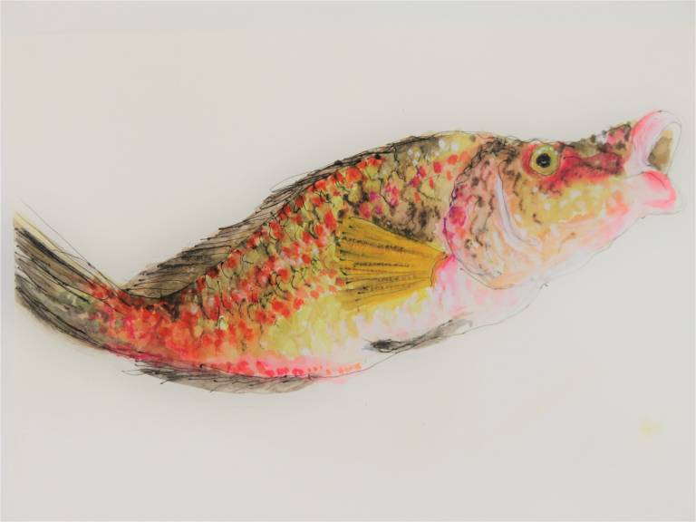 Red Mullet II - Diana Tonnison