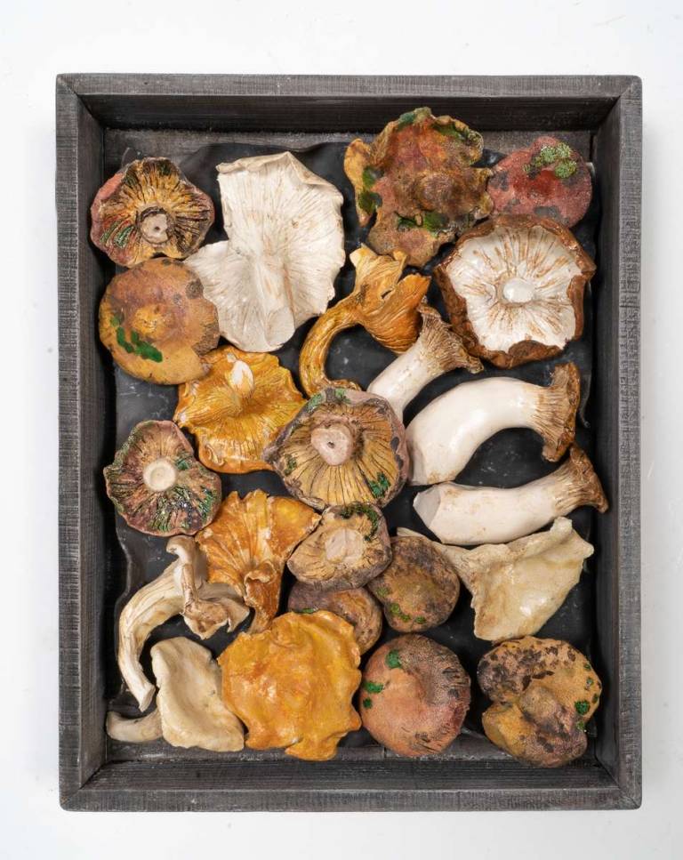 Veg Market Box - Mushrooms III - Diana Tonnison