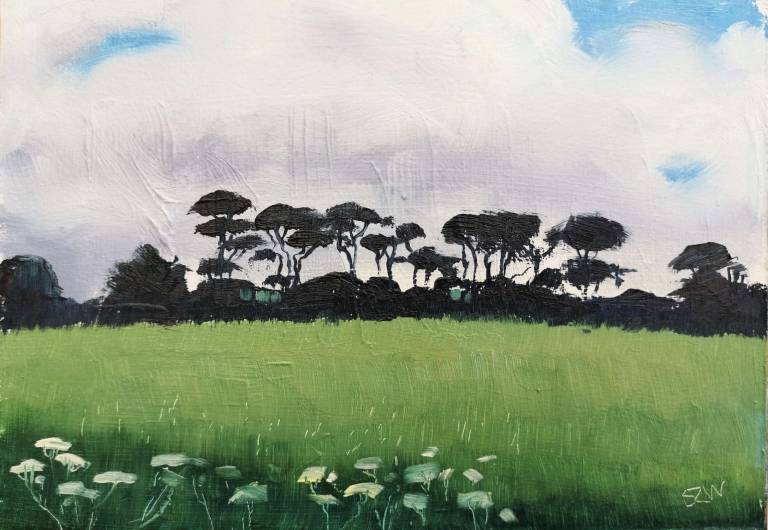 Pines Against the Sky 22nd June 2020 - Sarah Wimperis