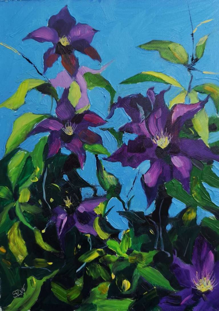 Clematis in the Sun 28th June 2020  - Sarah Wimperis