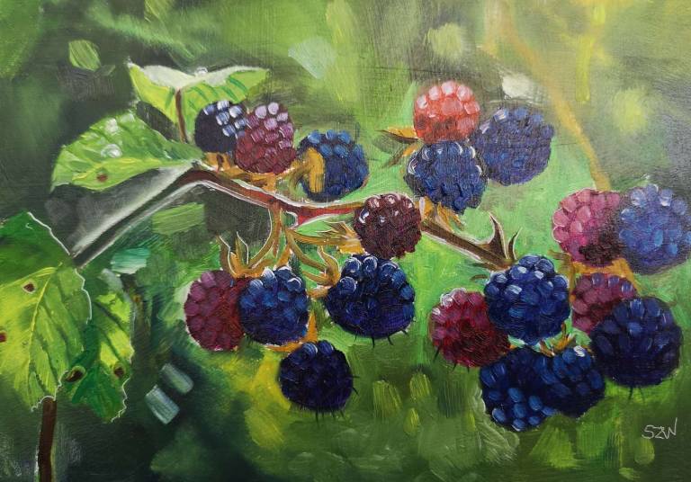 Blackberries 25th August 2020 - Sarah Wimperis