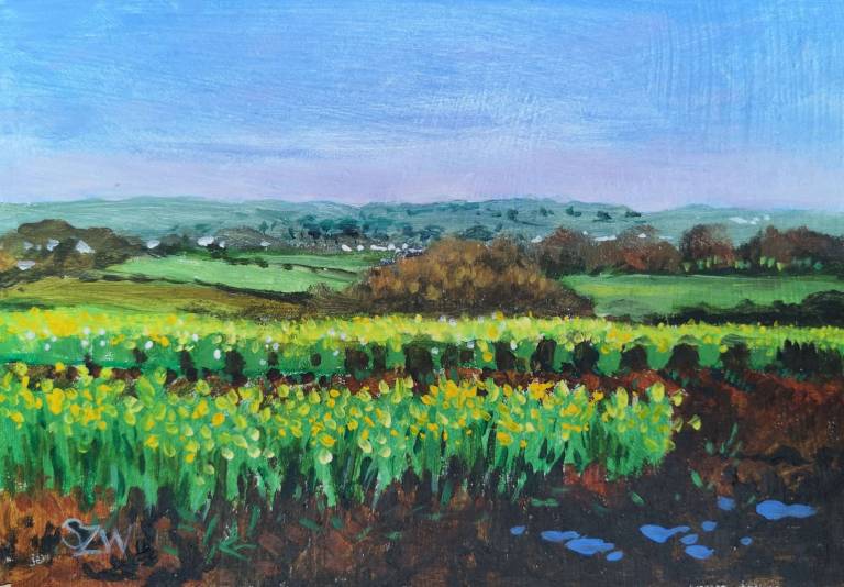 Daffodil Fields (framed) - Sarah Wimperis