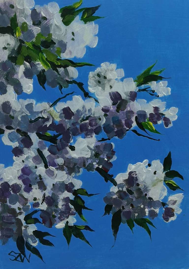 Blue Sky Blossom 3rd April 2021 - Sarah Wimperis
