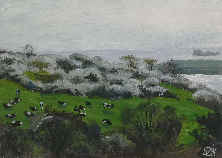Cows and Blackthorn 24th April 2021 - Sarah Wimperis