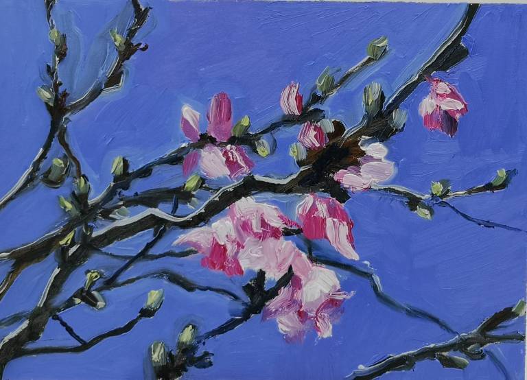Cherry Blossom 17th March - Sarah Wimperis