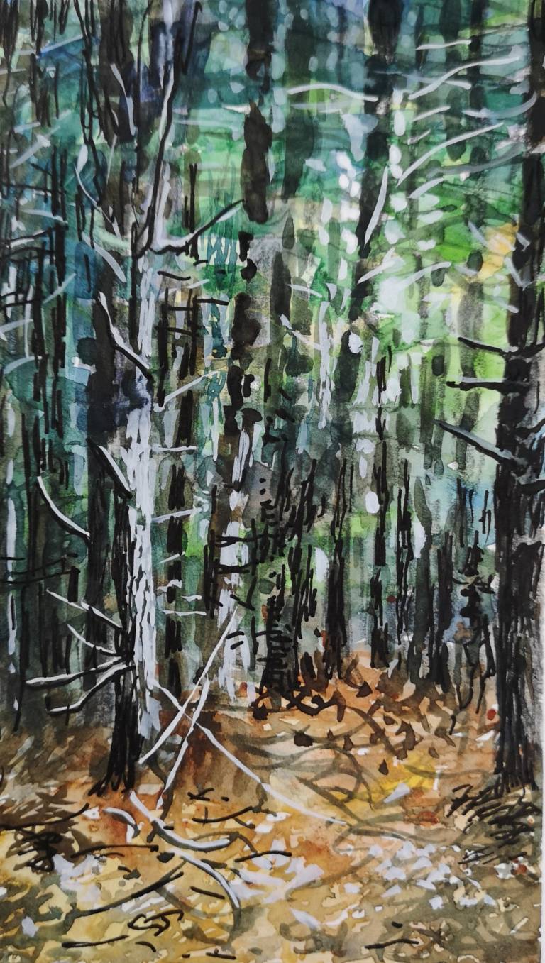 Pine Woods - Sarah Wimperis