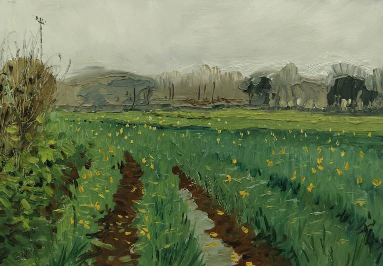 Winter Daffodil Field - Sarah Wimperis