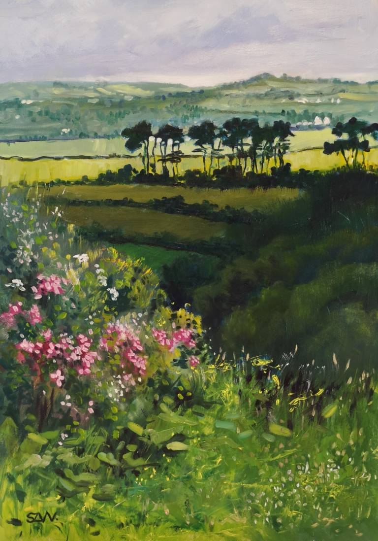 Cornish Pines, Summer - Sarah Wimperis