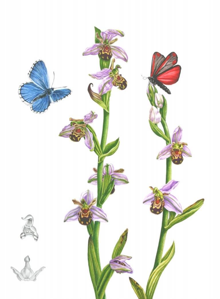 Bee Orchids - Zoe Elizabeth Norman