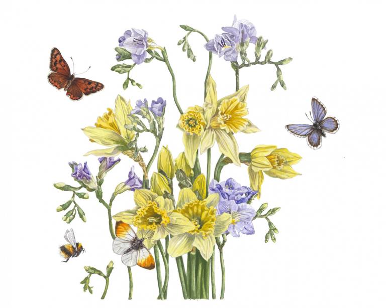 Daffodils and Freesias - Zoe Elizabeth Norman