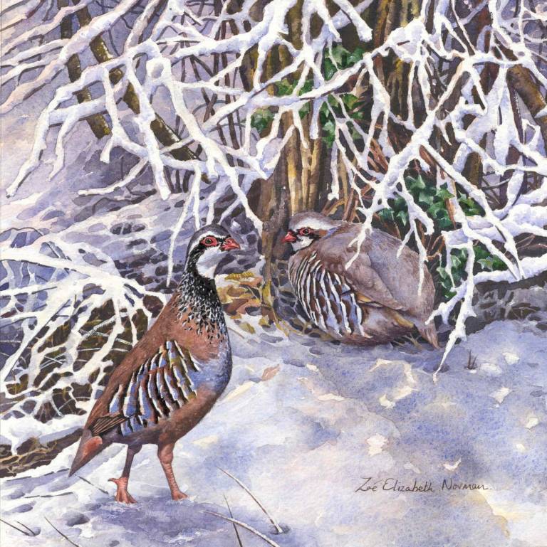 French Partridge - Zoe Elizabeth Norman