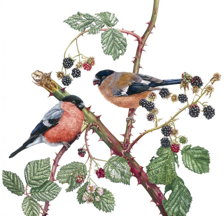 Bullfinches and Blackberries - Zoe Elizabeth Norman