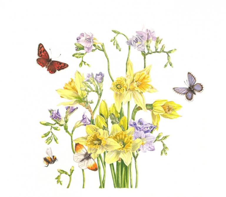 Freesias and Daffodils - Zoe Elizabeth Norman