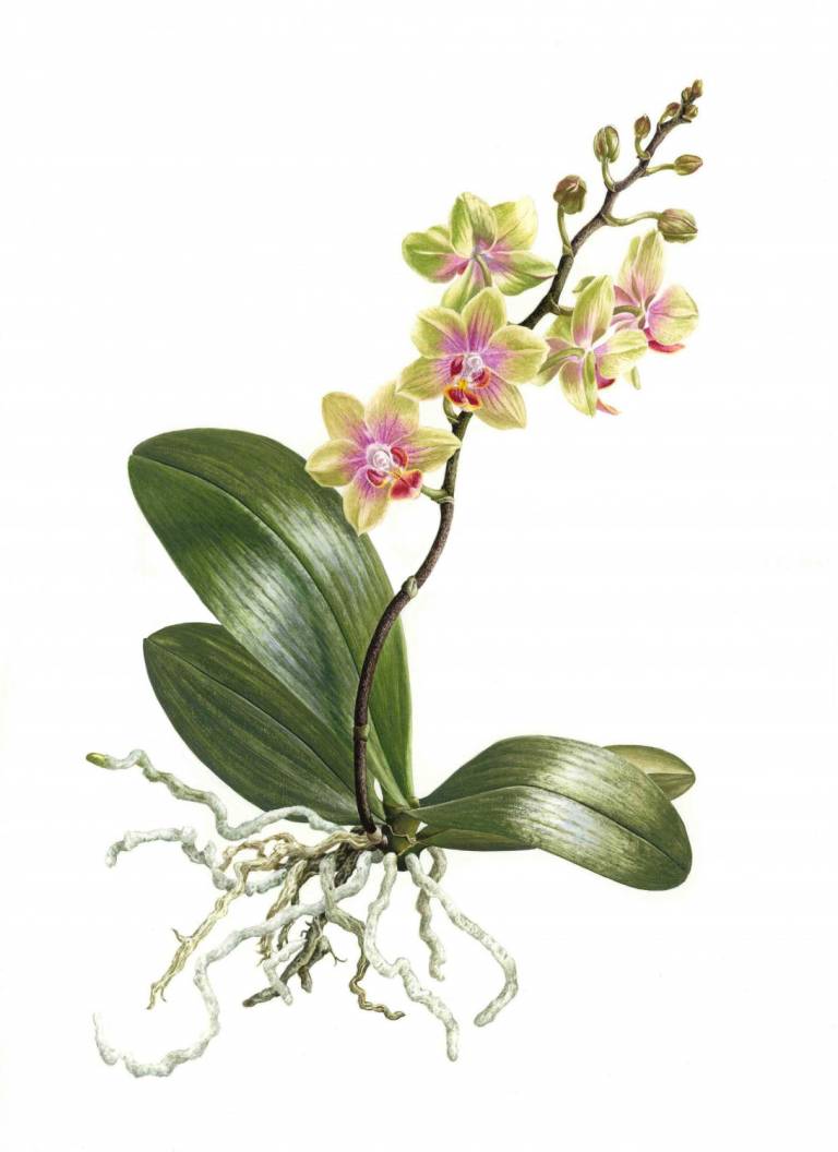 Miniature Phalaenopsis - Zoe Elizabeth Norman