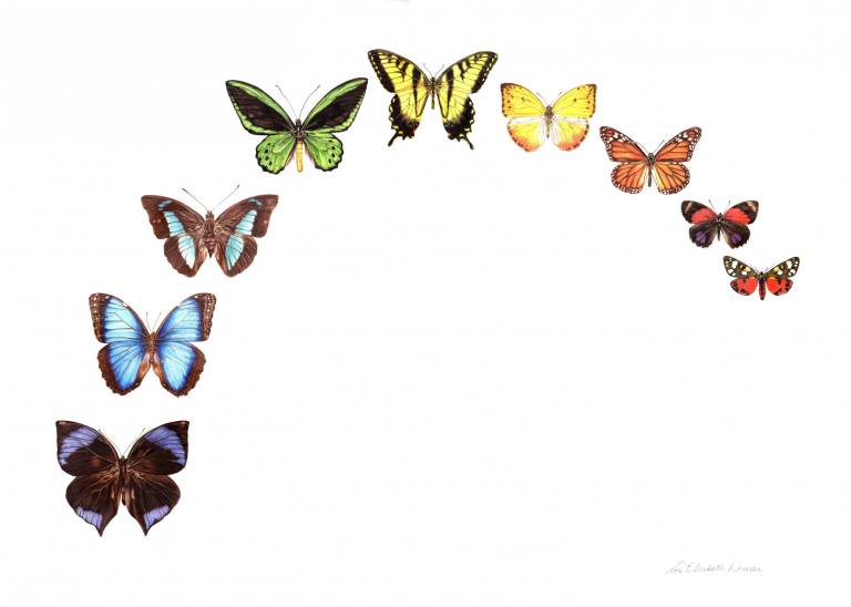 Butterfly Rainbow - Zoe Elizabeth Norman