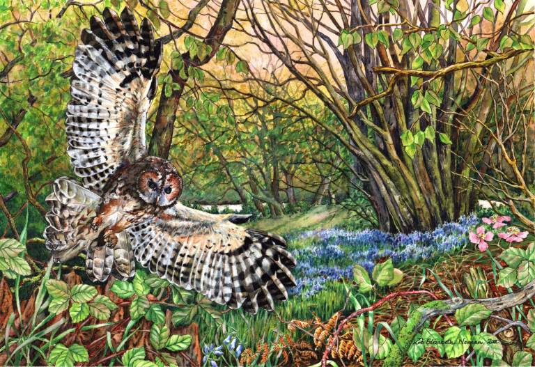Tawney Owl and Bluebell Wood - Zoe Elizabeth Norman
