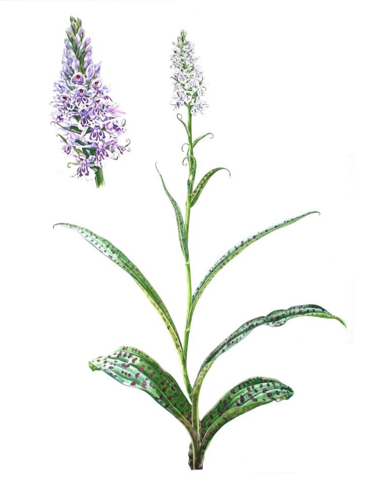 Common Spotted Orchid - Zoe Elizabeth Norman