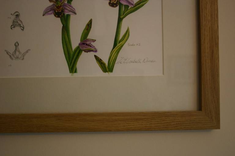 Bee Orchids - Zoe Elizabeth Norman