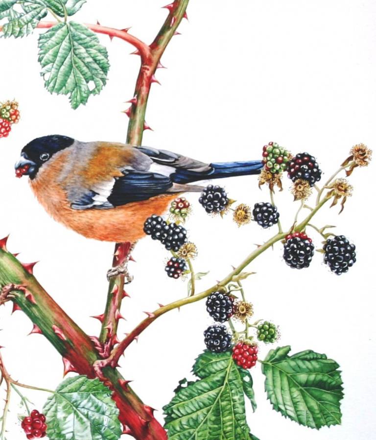 Bullfinches and Blackberries - Zoe Elizabeth Norman