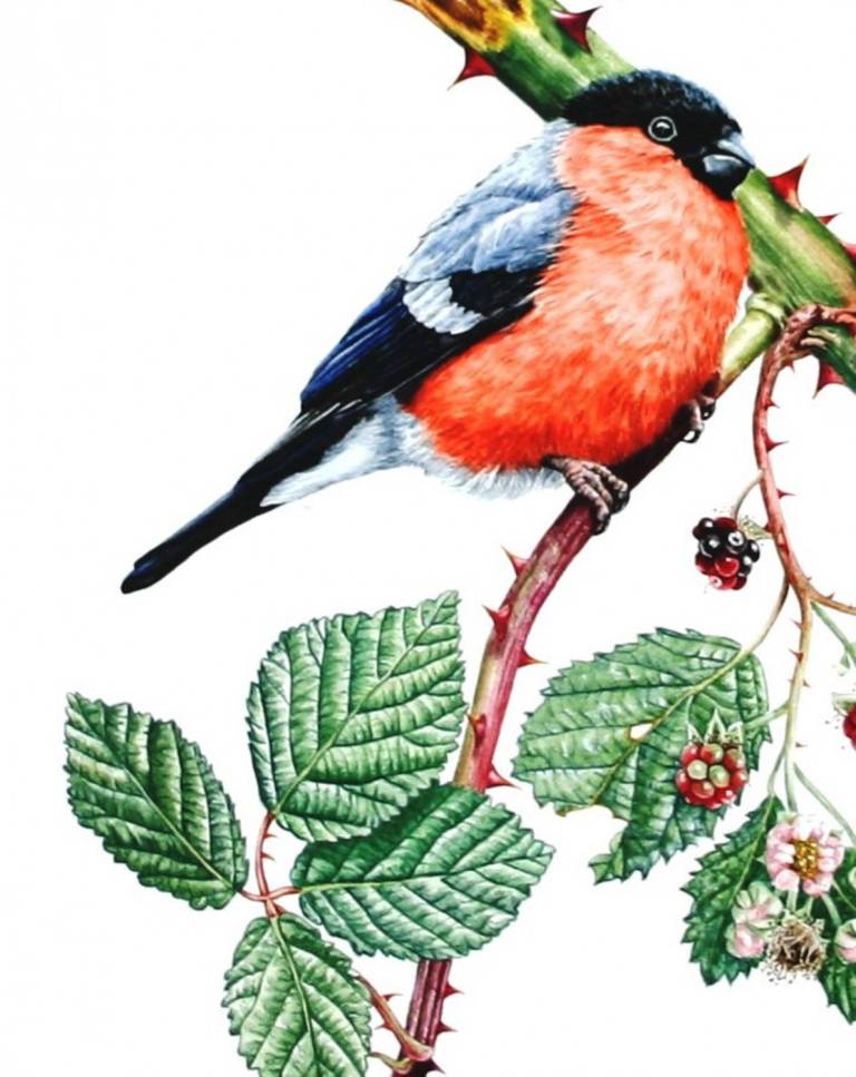 Bullfinches and Blackberries - Zoe Elizabeth Norman