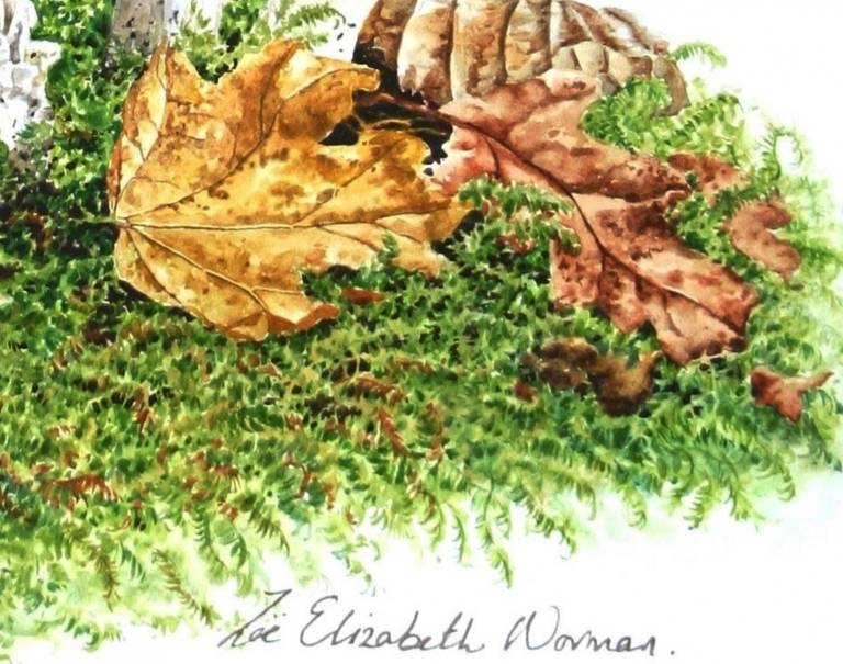 Woodland Mushrooms - Zoe Elizabeth Norman