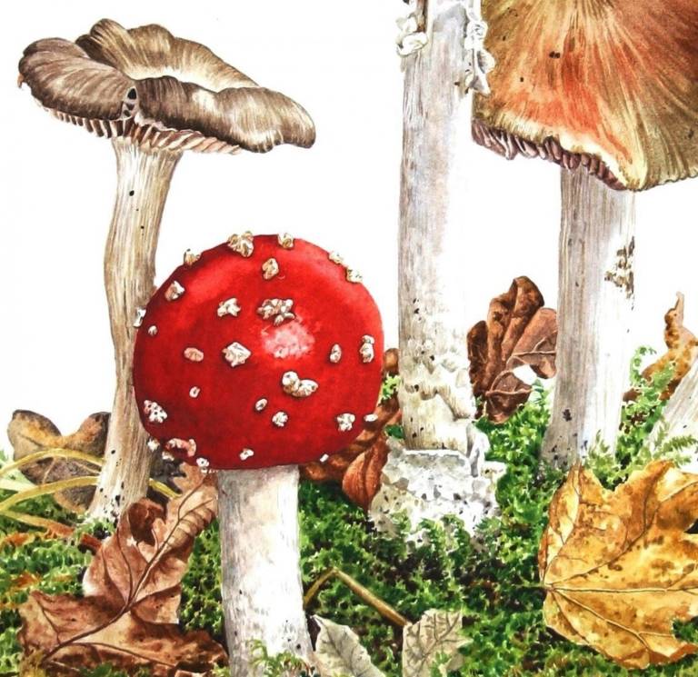 Woodland Mushrooms - Zoe Elizabeth Norman