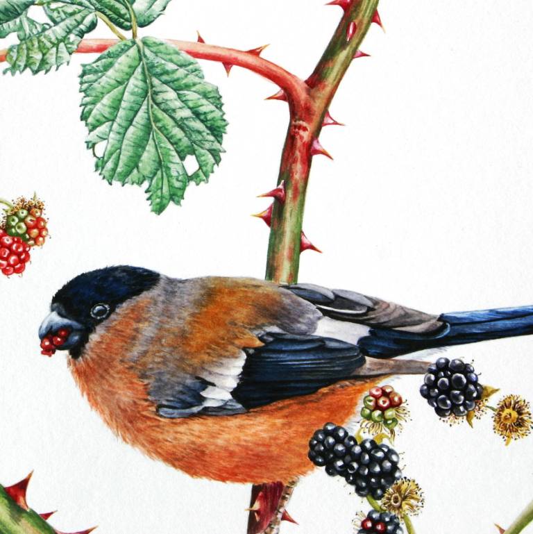 Bullfinches and Blackberries - Zoe Elizabeth Norman