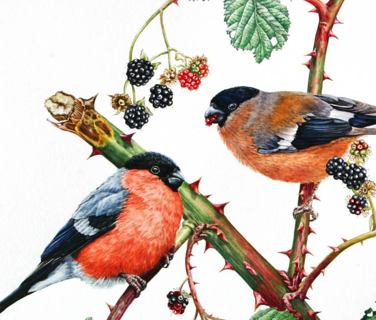 Bullfinches and Blackberries - Zoe Elizabeth Norman