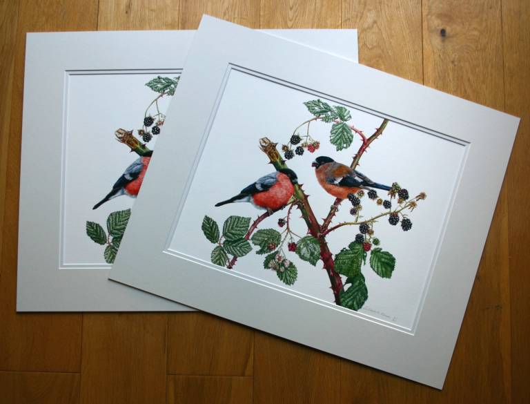 Bullfinches and Blackberries - Zoe Elizabeth Norman