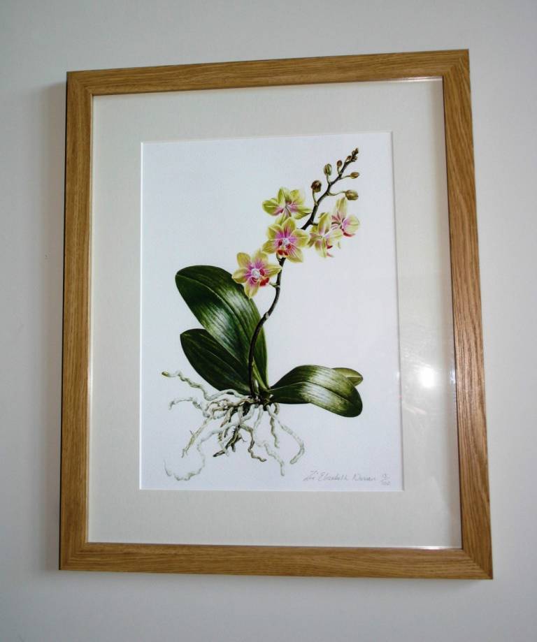 Miniature Phalaenopsis - Zoe Elizabeth Norman