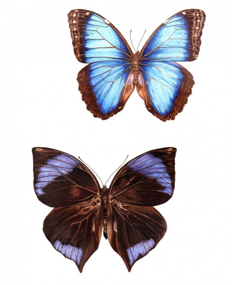 Butterfly Rainbow - Zoe Elizabeth Norman