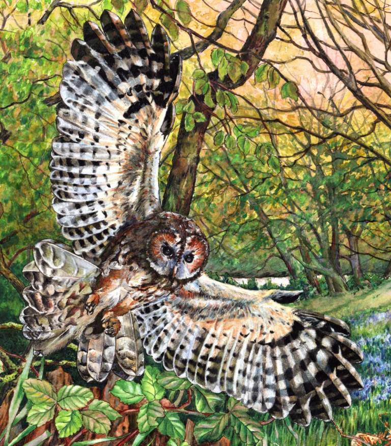 Tawney Owl and Bluebell Wood - Zoe Elizabeth Norman