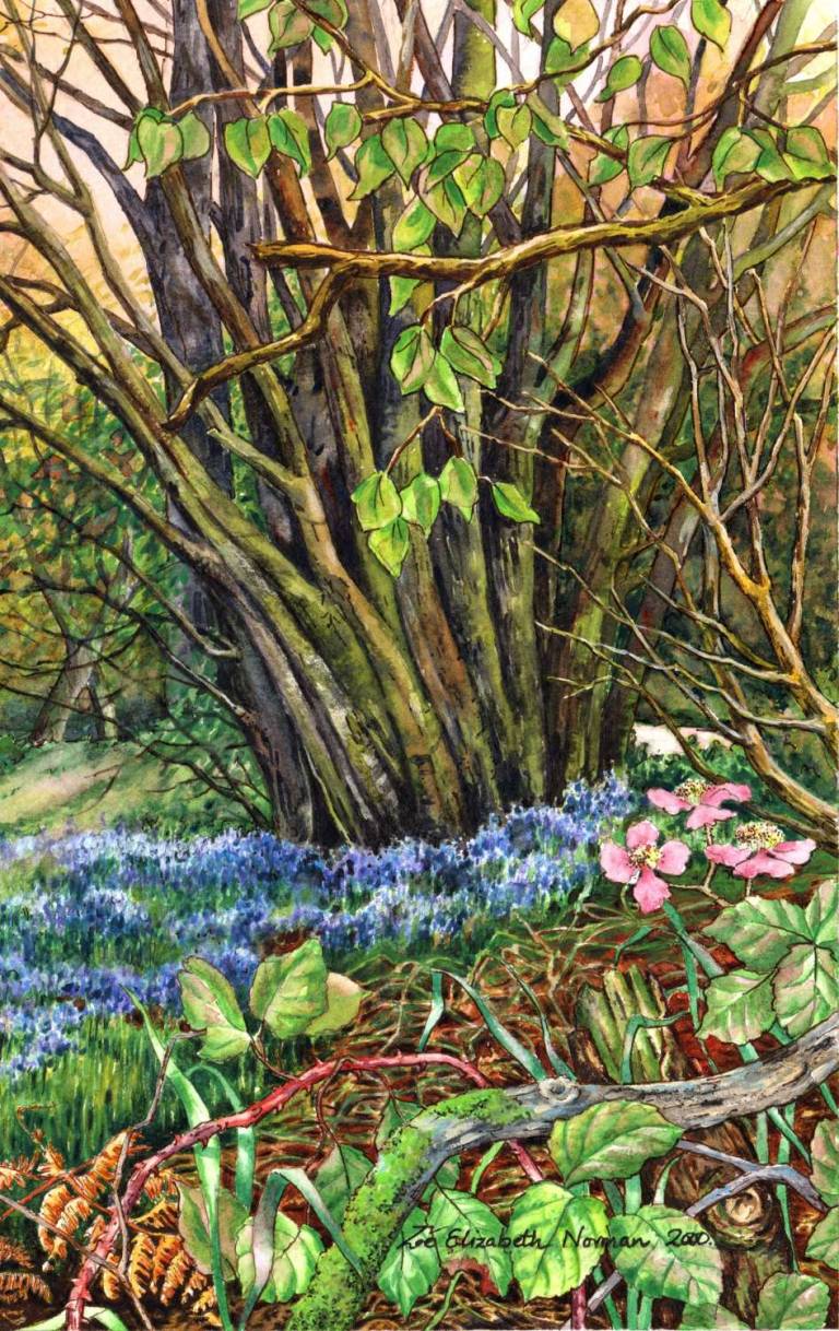 Tawney Owl and Bluebell Wood - Zoe Elizabeth Norman