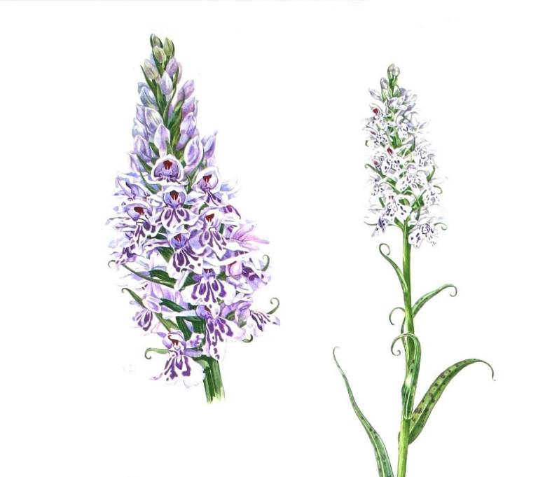 Common Spotted Orchid - Zoe Elizabeth Norman