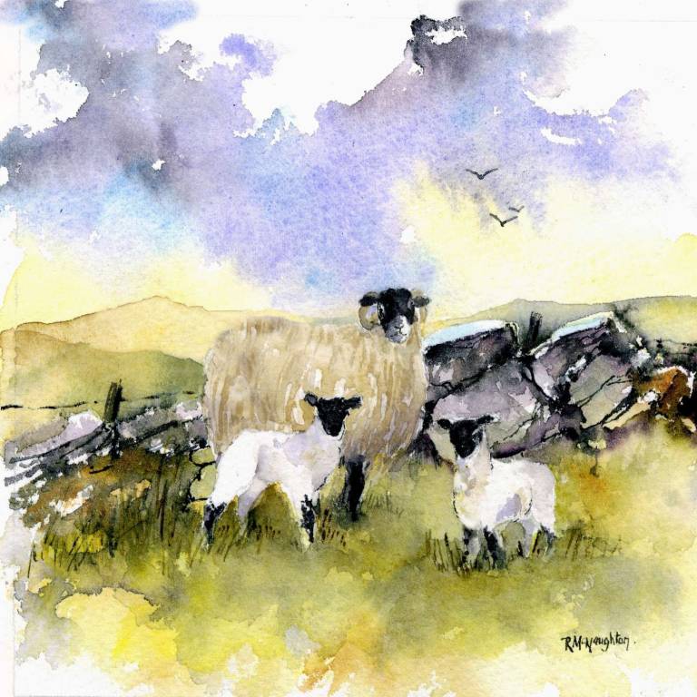 Sheep art prints from Yorkshire watercolour artist Rachel McNaughton - 