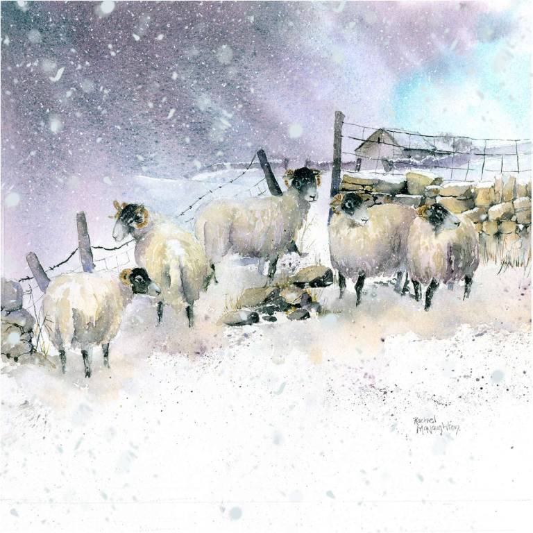 Sheep art prints from Yorkshire watercolour artist Rachel McNaughton - 