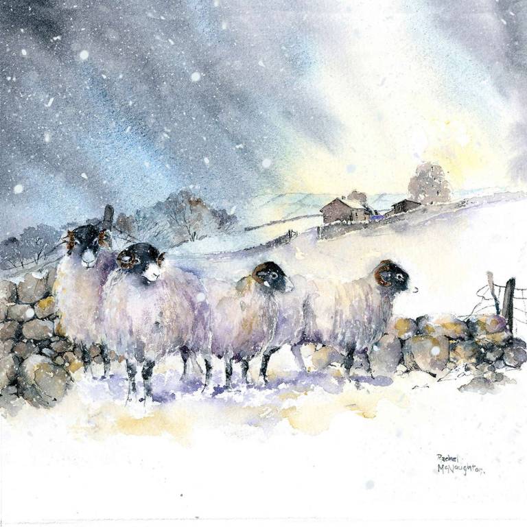 Sheep art prints from Yorkshire watercolour artist Rachel McNaughton - 