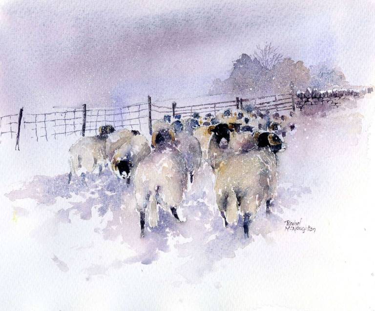 Sheep art prints from Yorkshire watercolour artist Rachel McNaughton - 