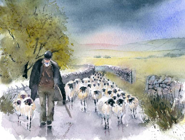 Sheep art prints from Yorkshire watercolour artist Rachel McNaughton - 