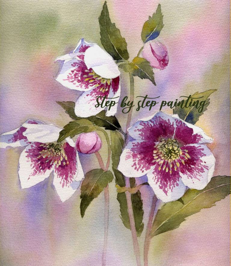 Hellebore watercolour painting tutorial - Rachel McNaughton