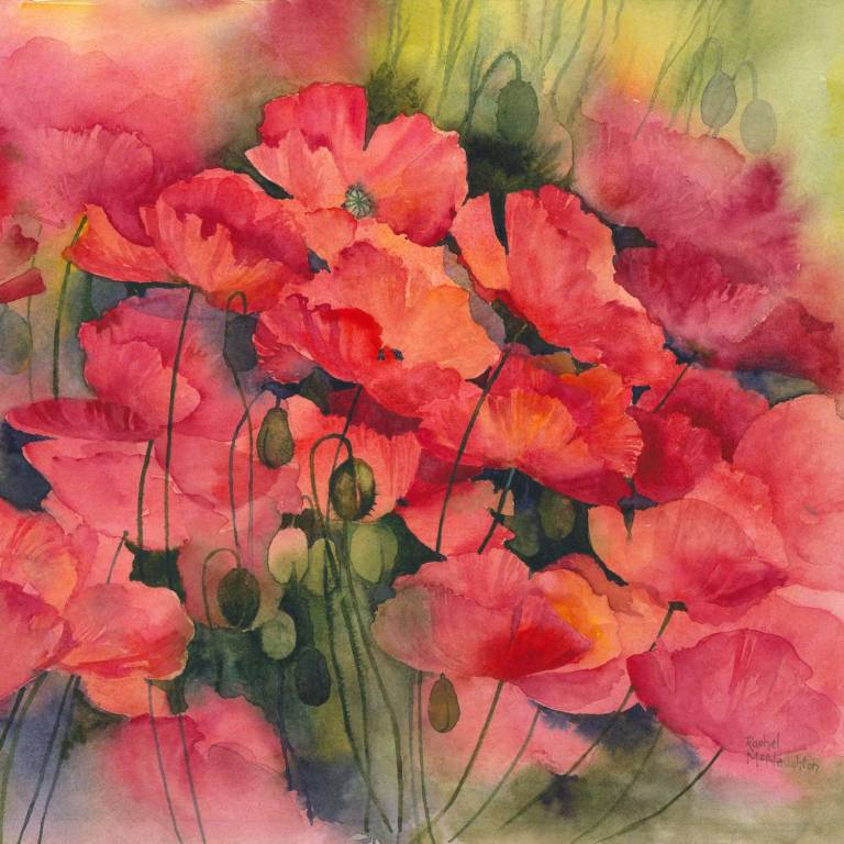 Red Red Poppies - Rachel McNaughton