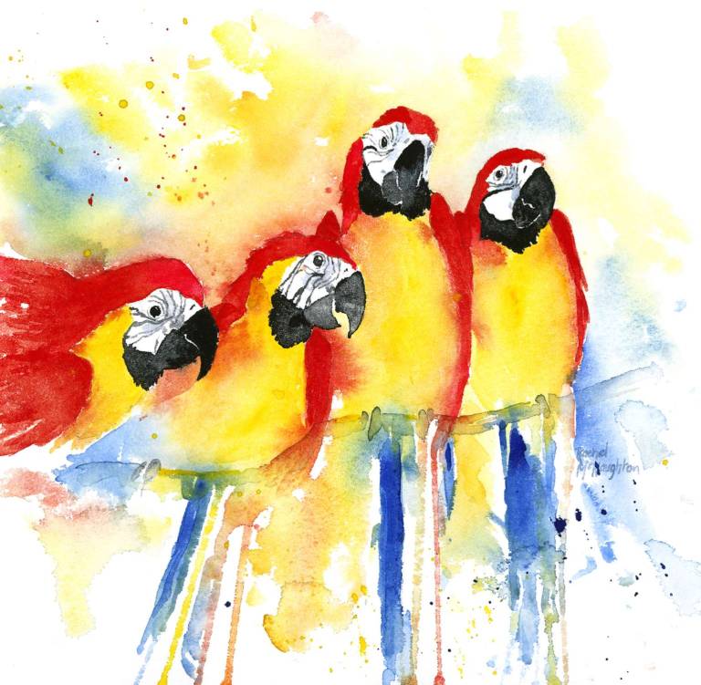 Red Macaws - Rachel McNaughton