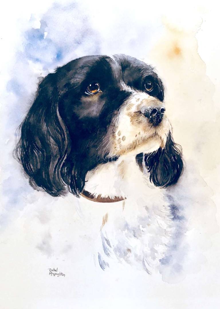 Portait of a Spaniel - Rachel McNaughton