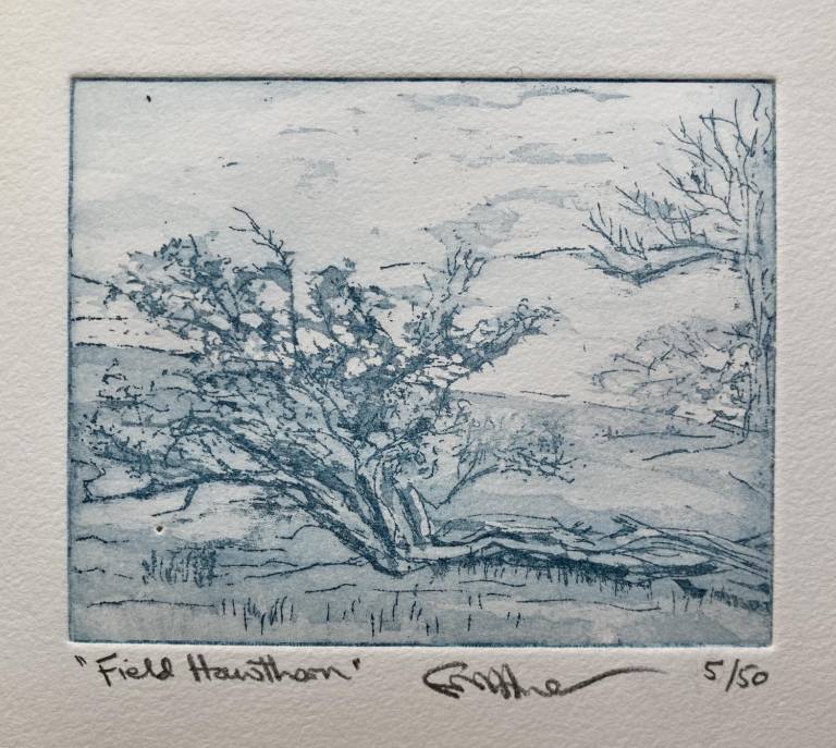 Field Hawthorn (Etching) - Fiona Armer