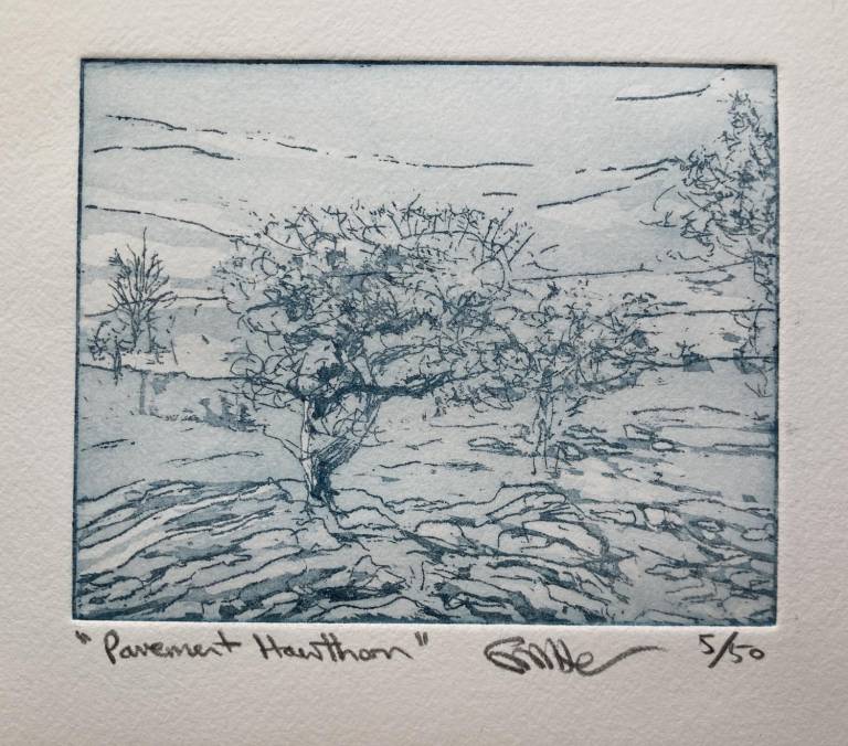 Pavement Hawthorn (Etching) - Fiona Armer