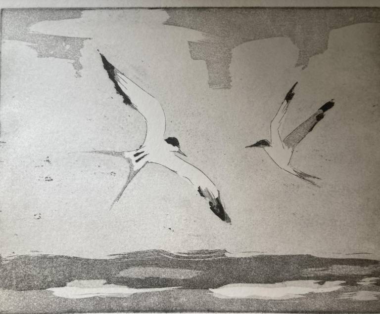 Arctic Terns (Etching) - Fiona Armer
