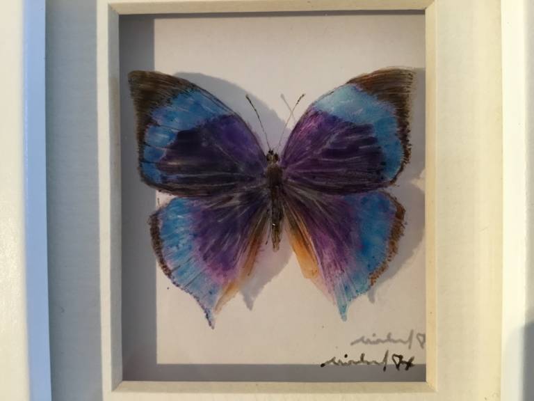 Michael Dix -  Purple and Blue Butterfly 21-7-01