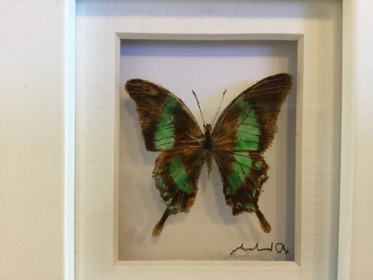 Green Butterfly 21-7-03 - Michael Dix
