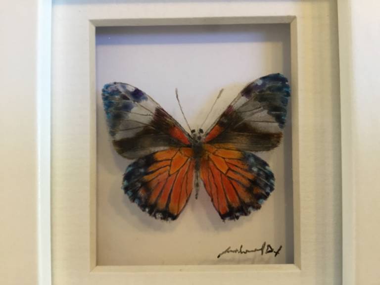 Orange and Blue Butterfly 21-7-06 - Michael Dix